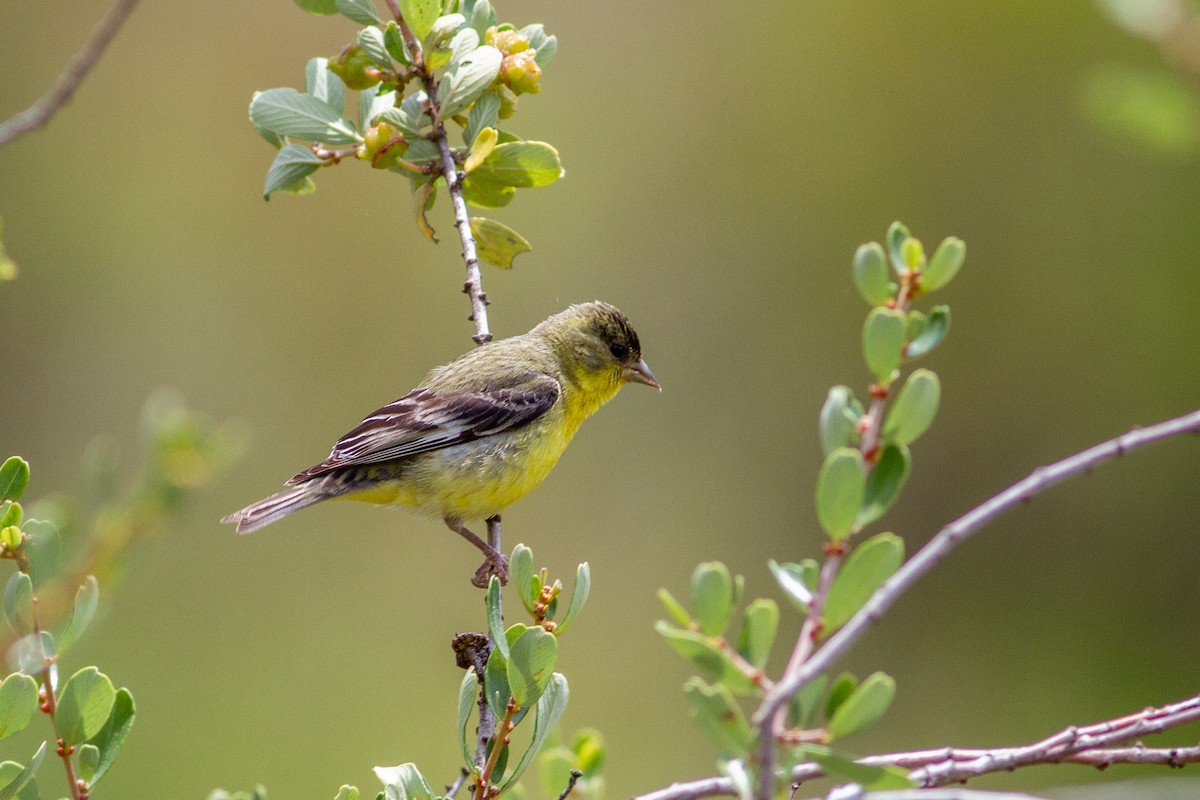 Lesser Goldfinch - Oded Ovadia