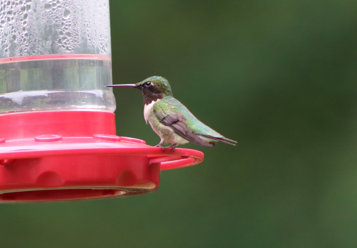 Ruby-throated Hummingbird - ML618993923