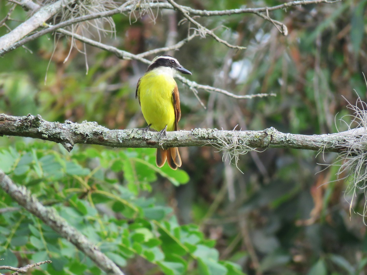 Great Kiskadee - ML618993933