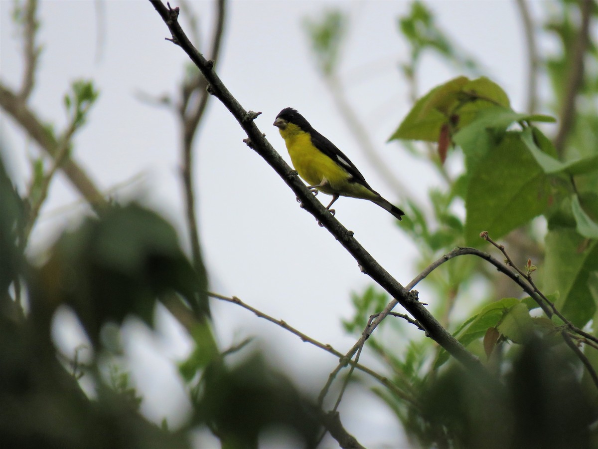 Lesser Goldfinch - ML618993938