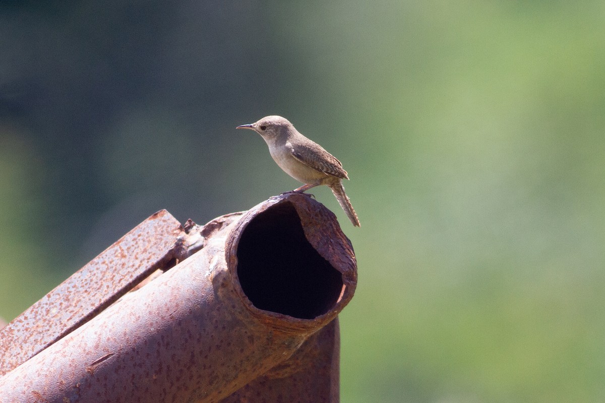 House Wren - ML618993953