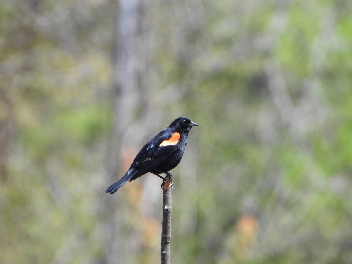 Red-winged Blackbird - valerie pelchat