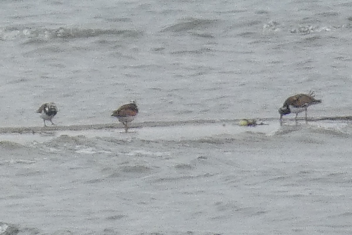 Ruddy Turnstone - ML618993965