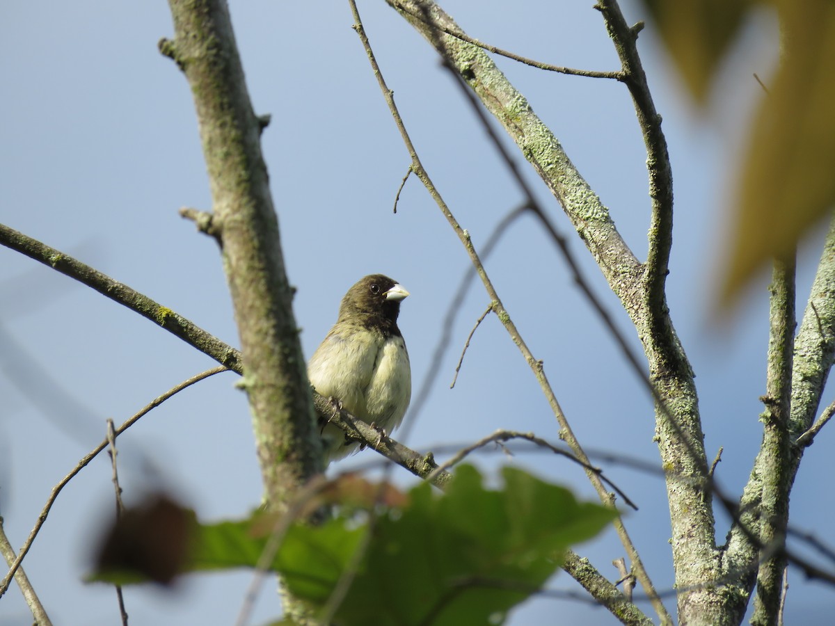 Yellow-bellied Seedeater - ML618993966