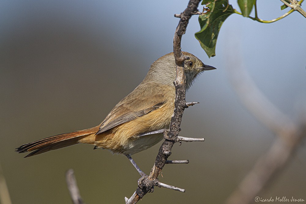 Short-billed Canastero - Ricardo Moller Jensen