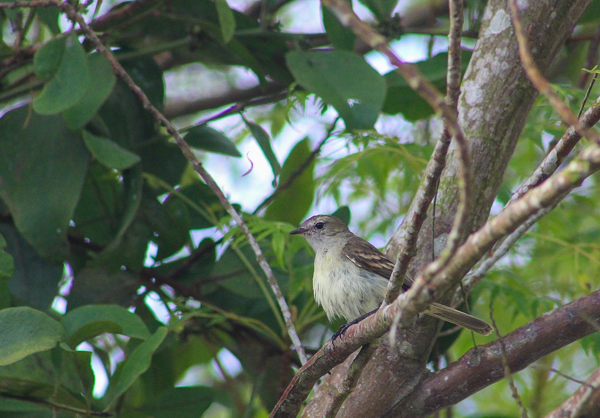 Northern Mouse-colored Tyrannulet - ML618993974