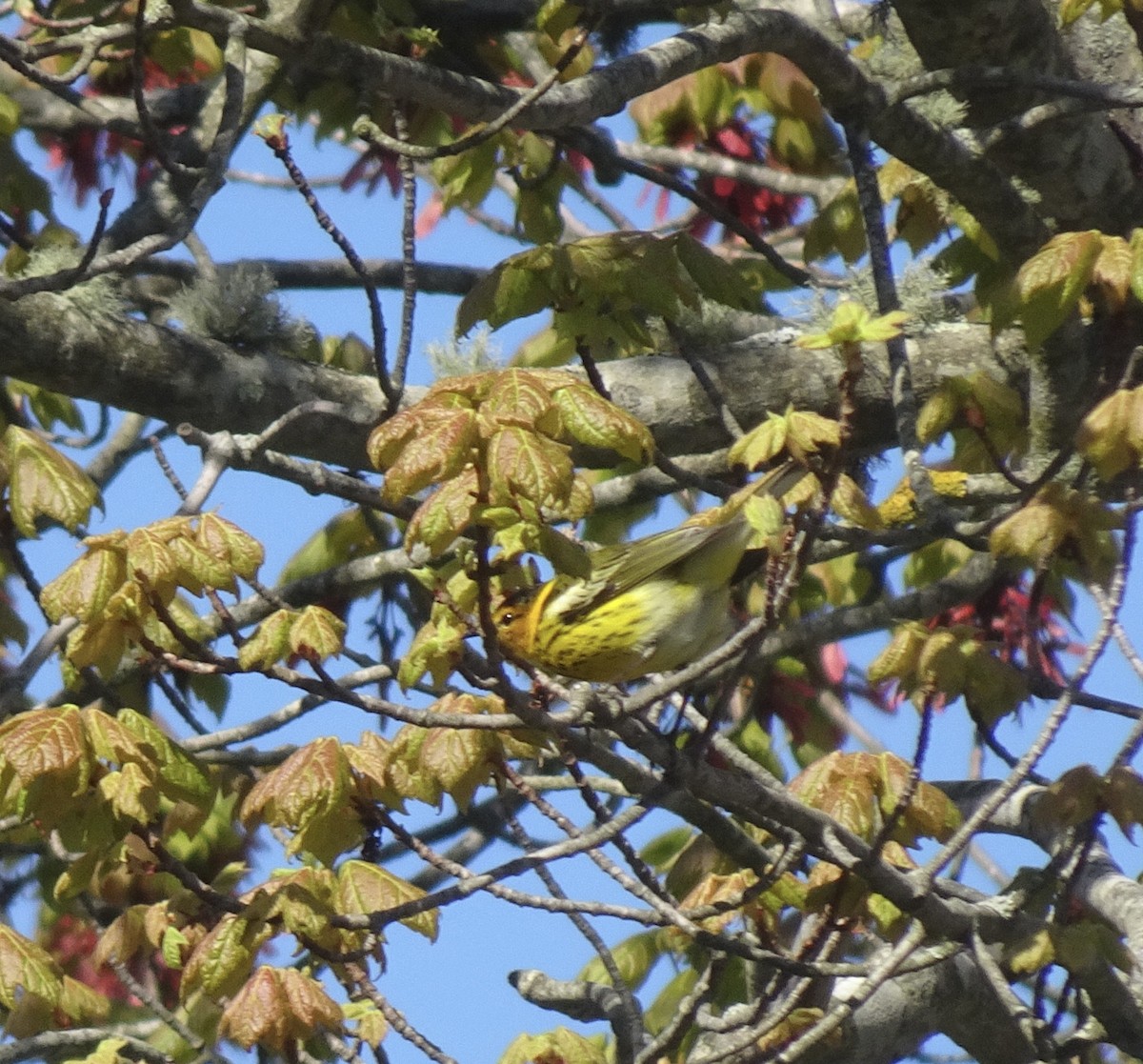 Cape May Warbler - EM Ganin