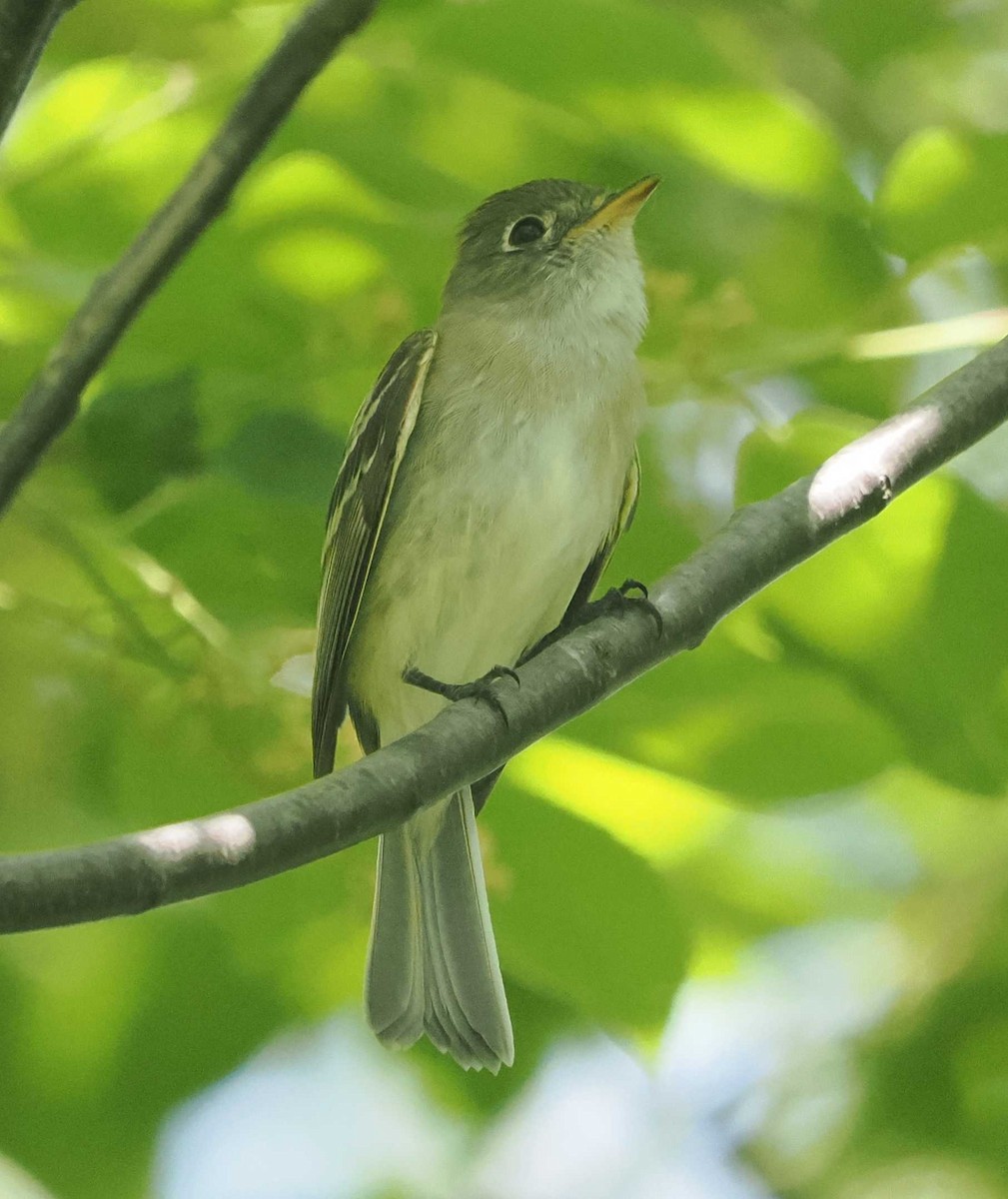 Least Flycatcher - ML618993986