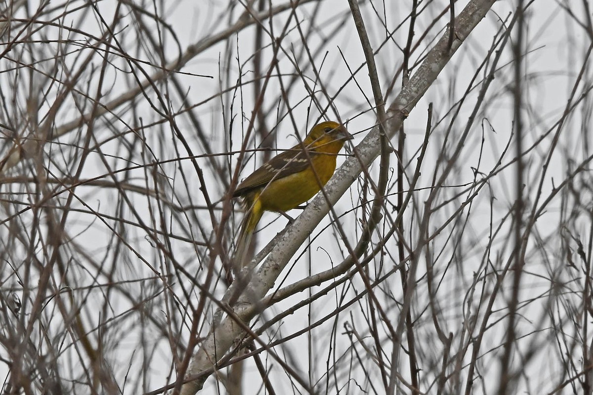 Flame-colored Tanager - Marla Hibbitts