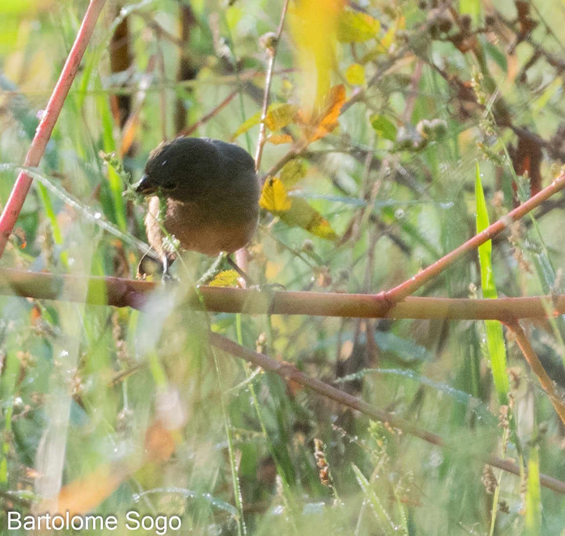 Chestnut-bellied Seedeater - Bartolome Soto