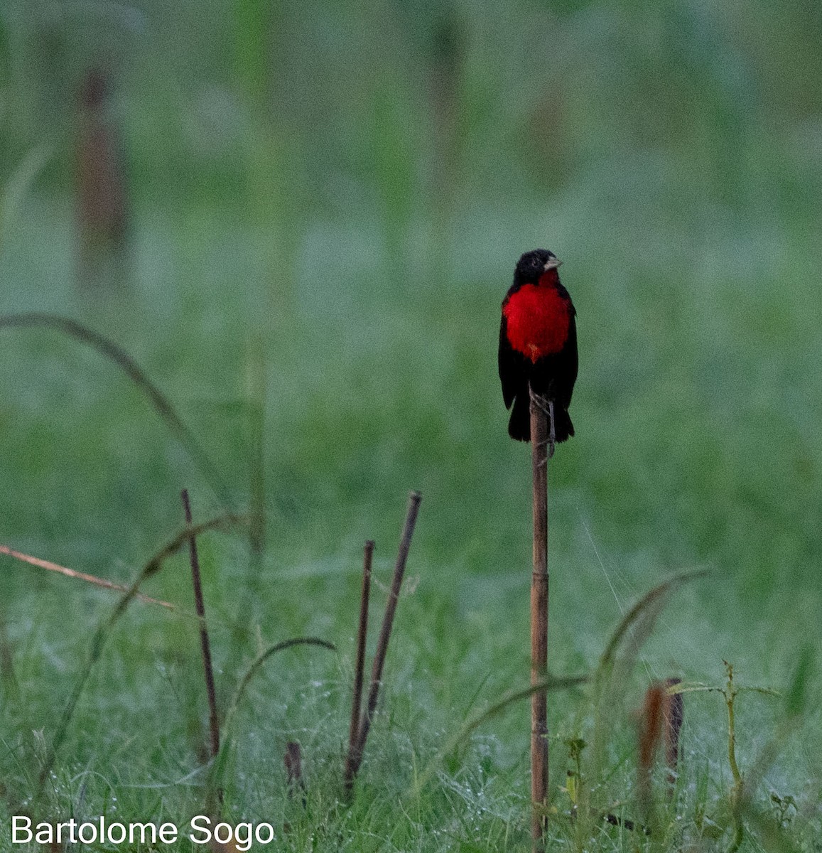 Red-breasted Meadowlark - Bartolome Soto
