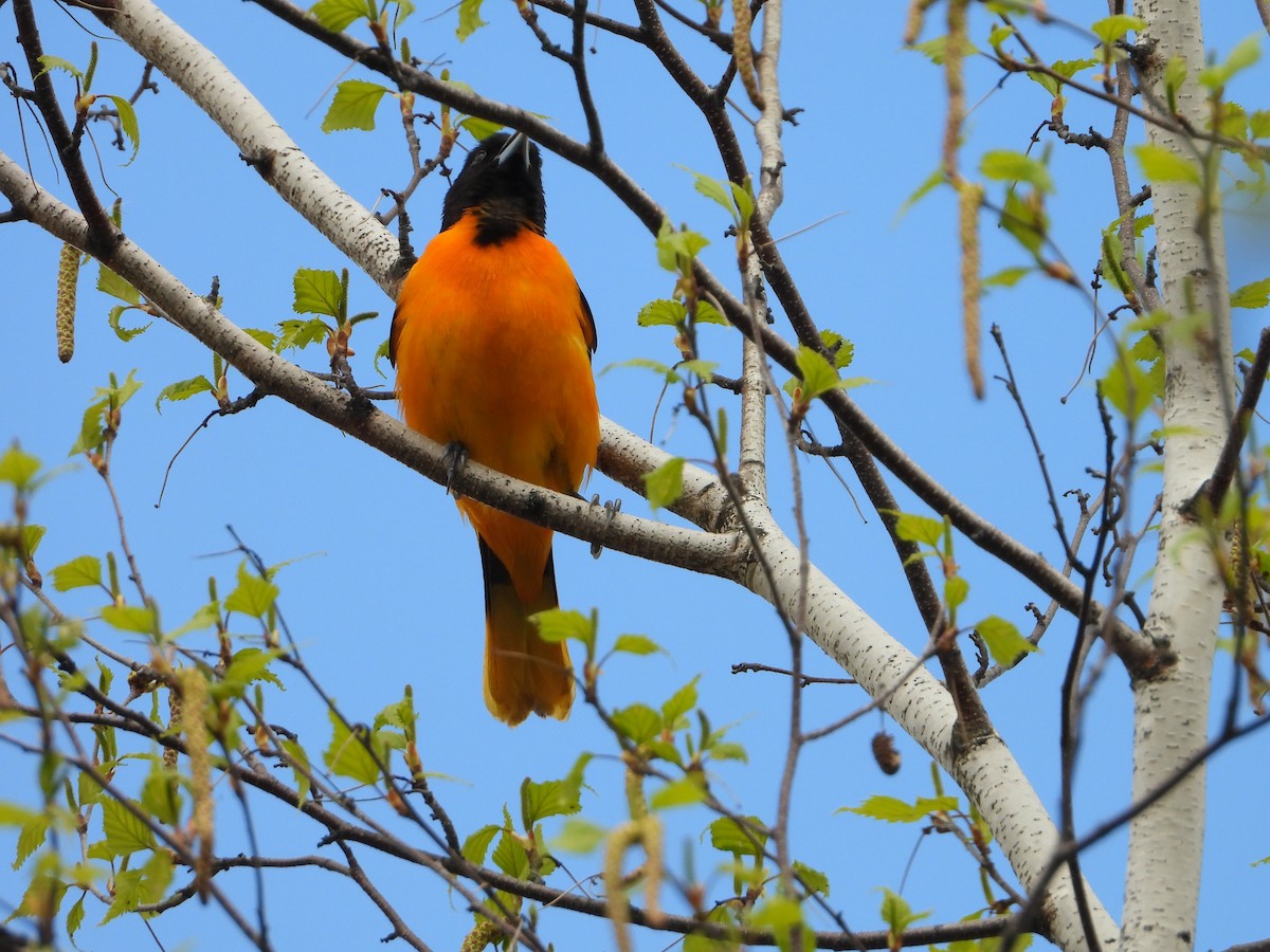 Baltimore Oriole - valerie pelchat