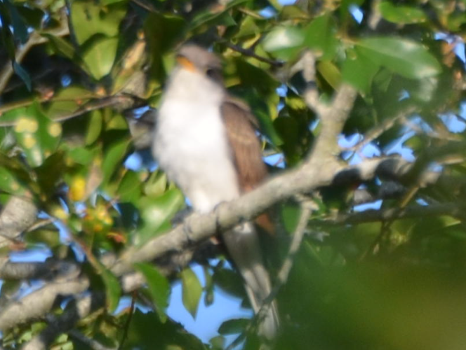 Yellow-billed Cuckoo - ML618994086