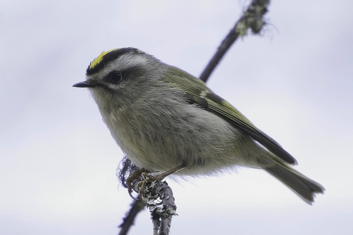 Golden-crowned Kinglet - Max Schwenne