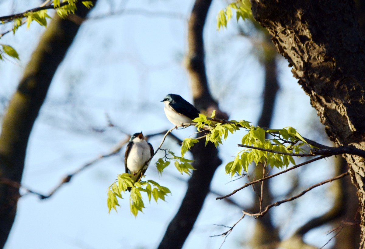 Tree Swallow - Jean and Bob Hilscher