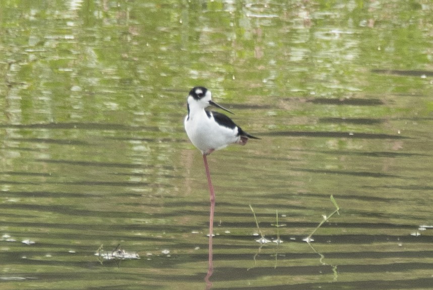 Black-necked Stilt - ML618994145