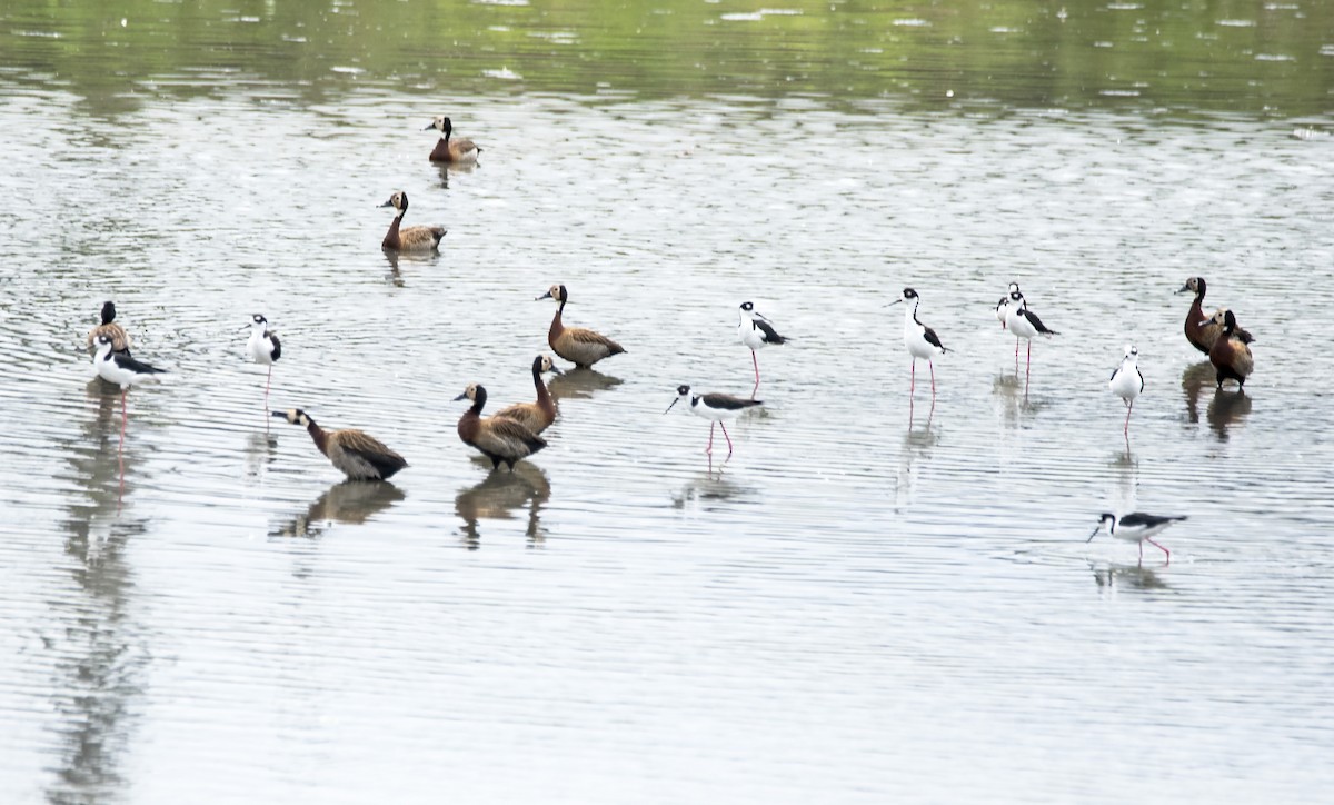 Black-necked Stilt - Eduardo Vieira 17