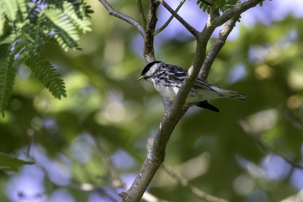 Blackpoll Warbler - Mel Green