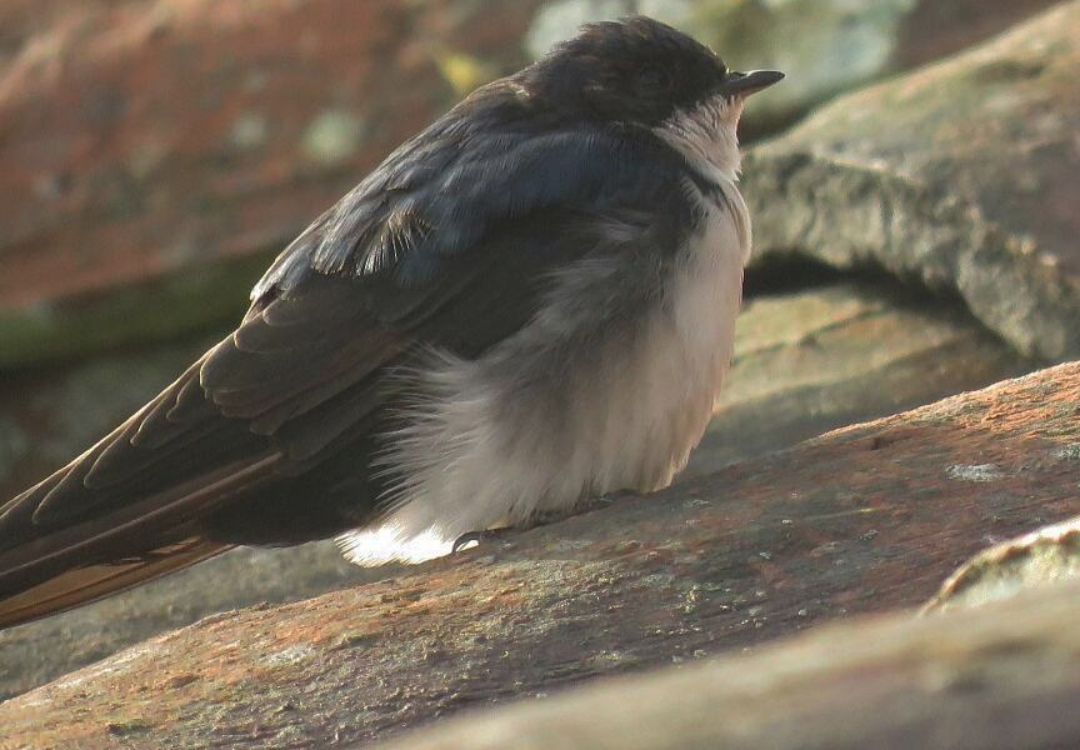 Blue-and-white Swallow - ML618994164