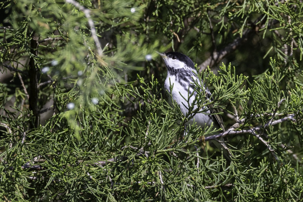 Blackpoll Warbler - ML618994165