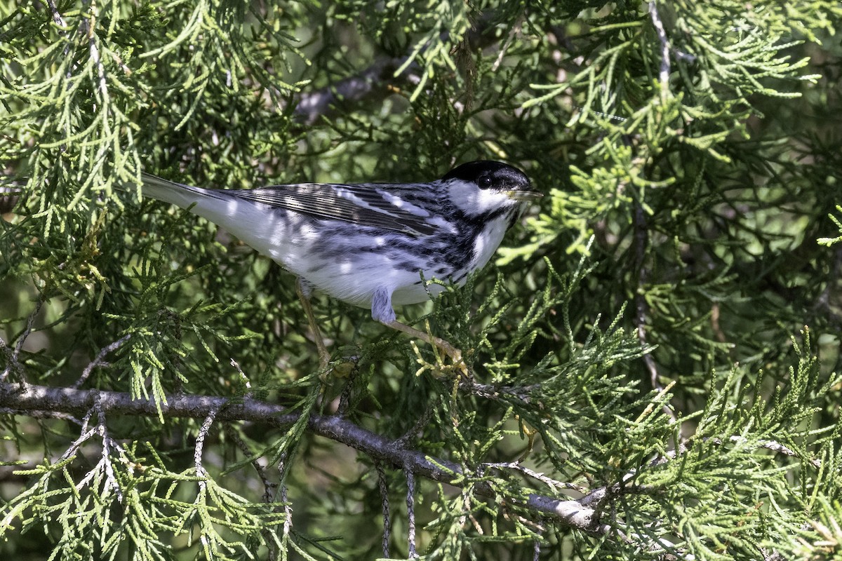 Blackpoll Warbler - ML618994167