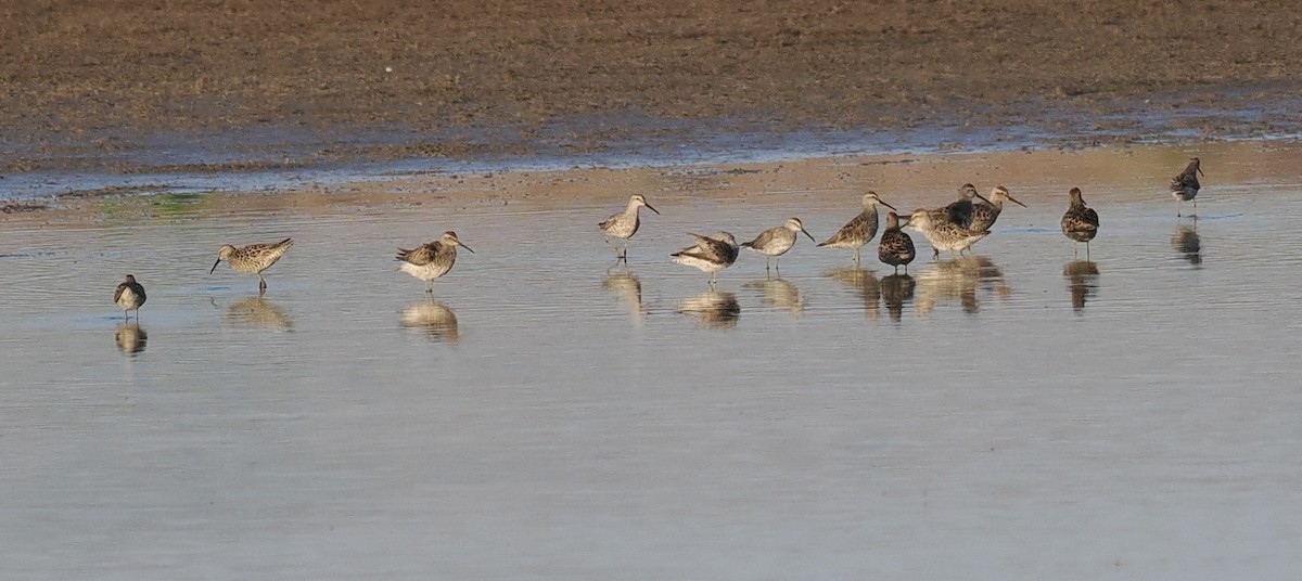 Stilt Sandpiper - ML618994172