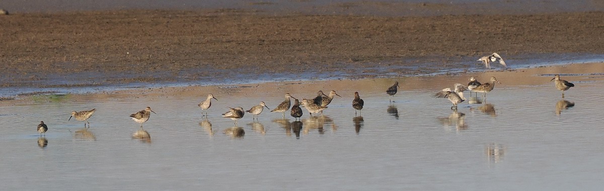 Stilt Sandpiper - ML618994181