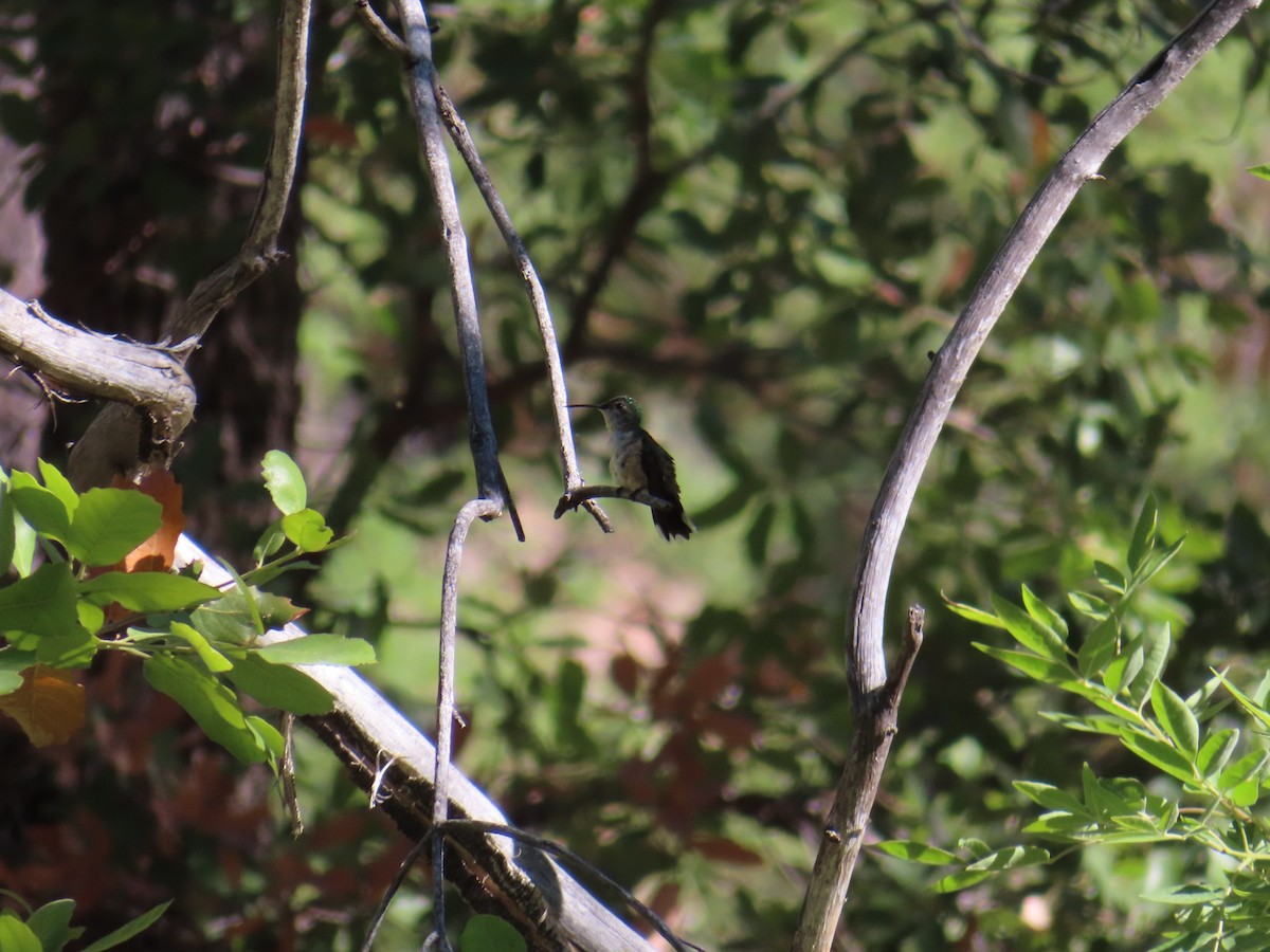 Broad-billed Hummingbird - Sylvie Henkenius