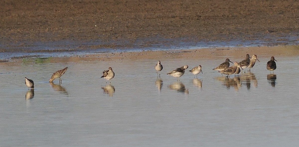 Stilt Sandpiper - ML618994183