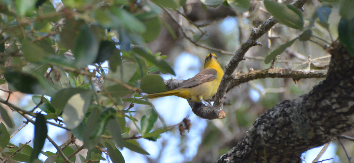 Orchard Oriole - ML618994185