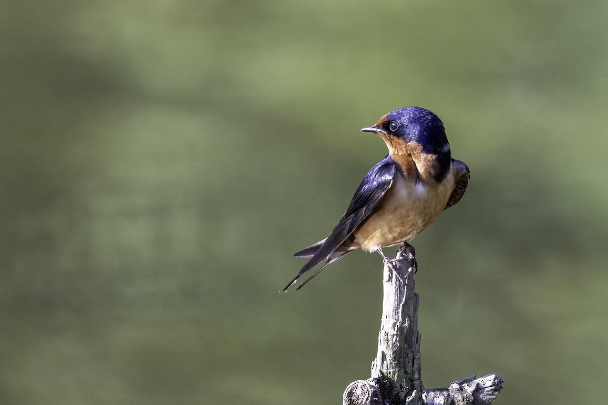 Golondrina Común - ML618994189