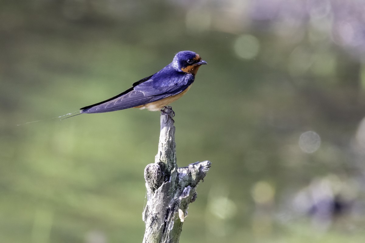 Barn Swallow - ML618994190