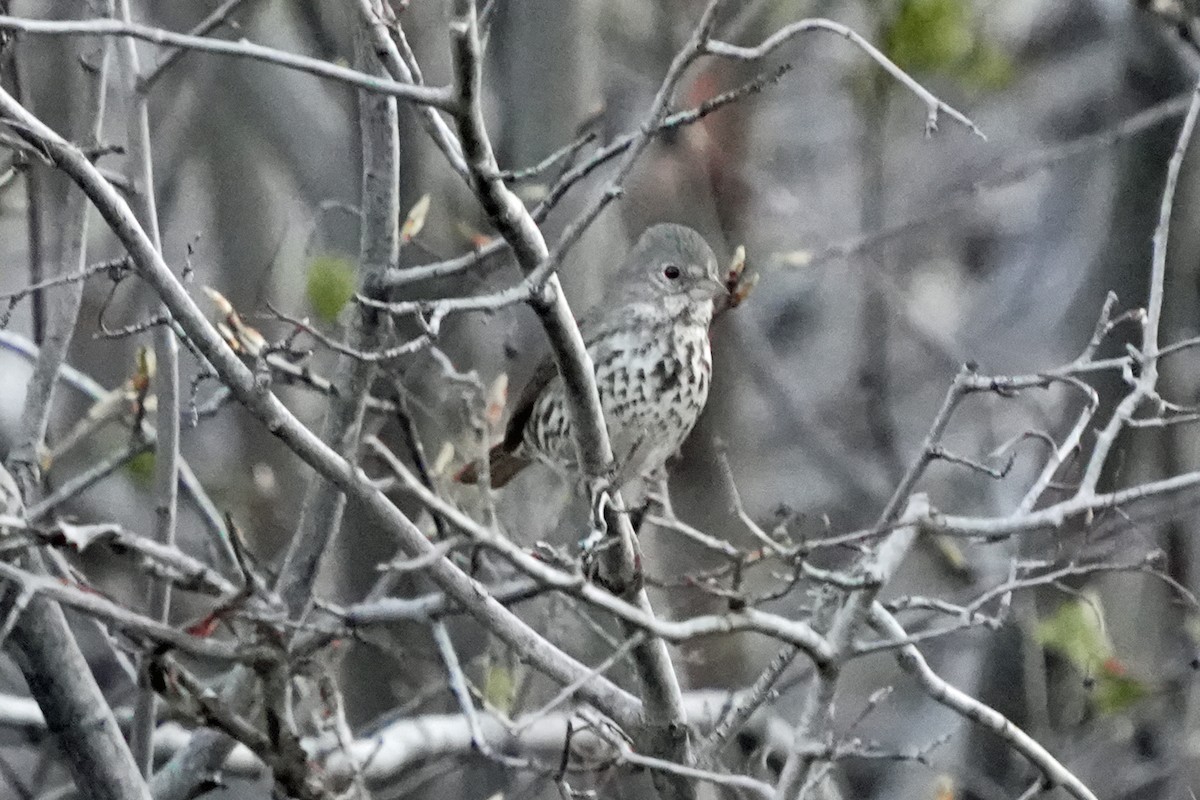 Fox Sparrow - Kenny Frisch