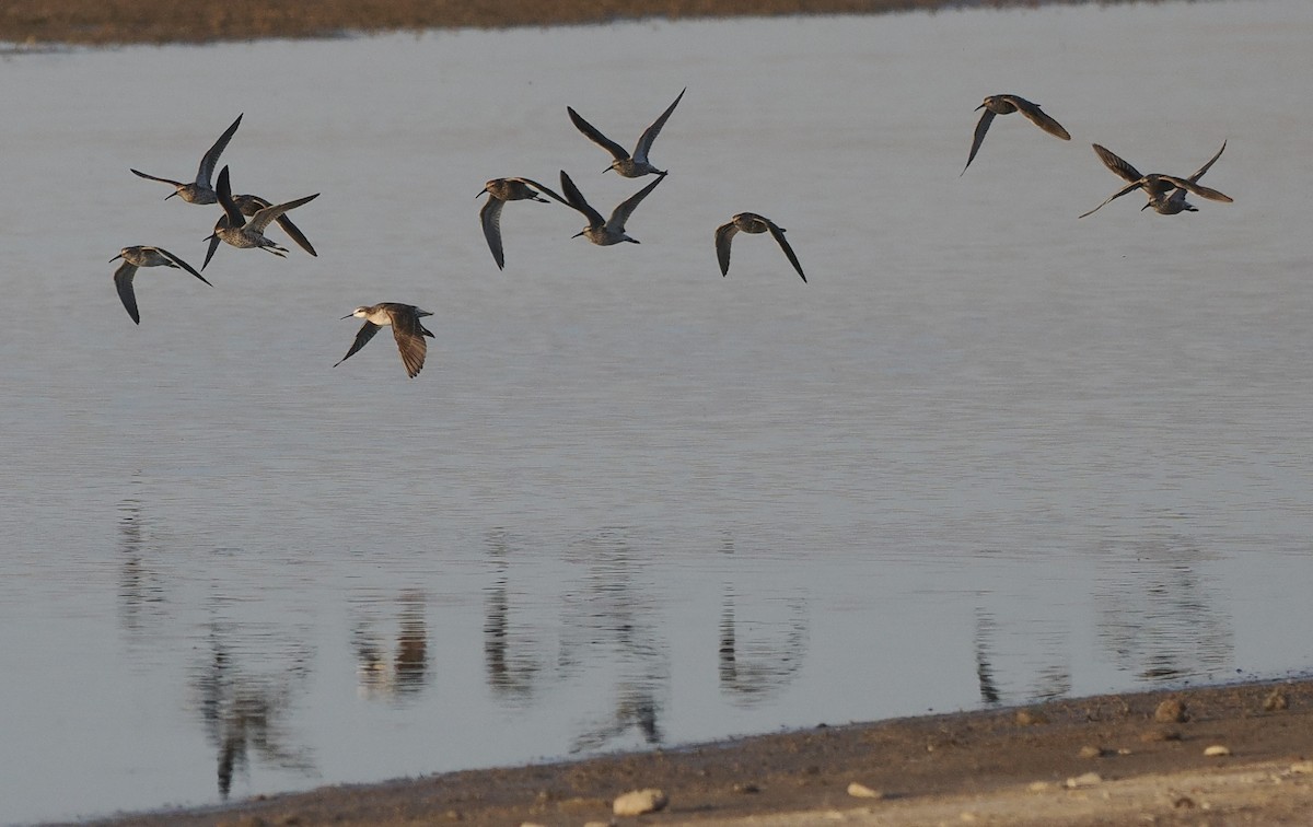 Stilt Sandpiper - ML618994218