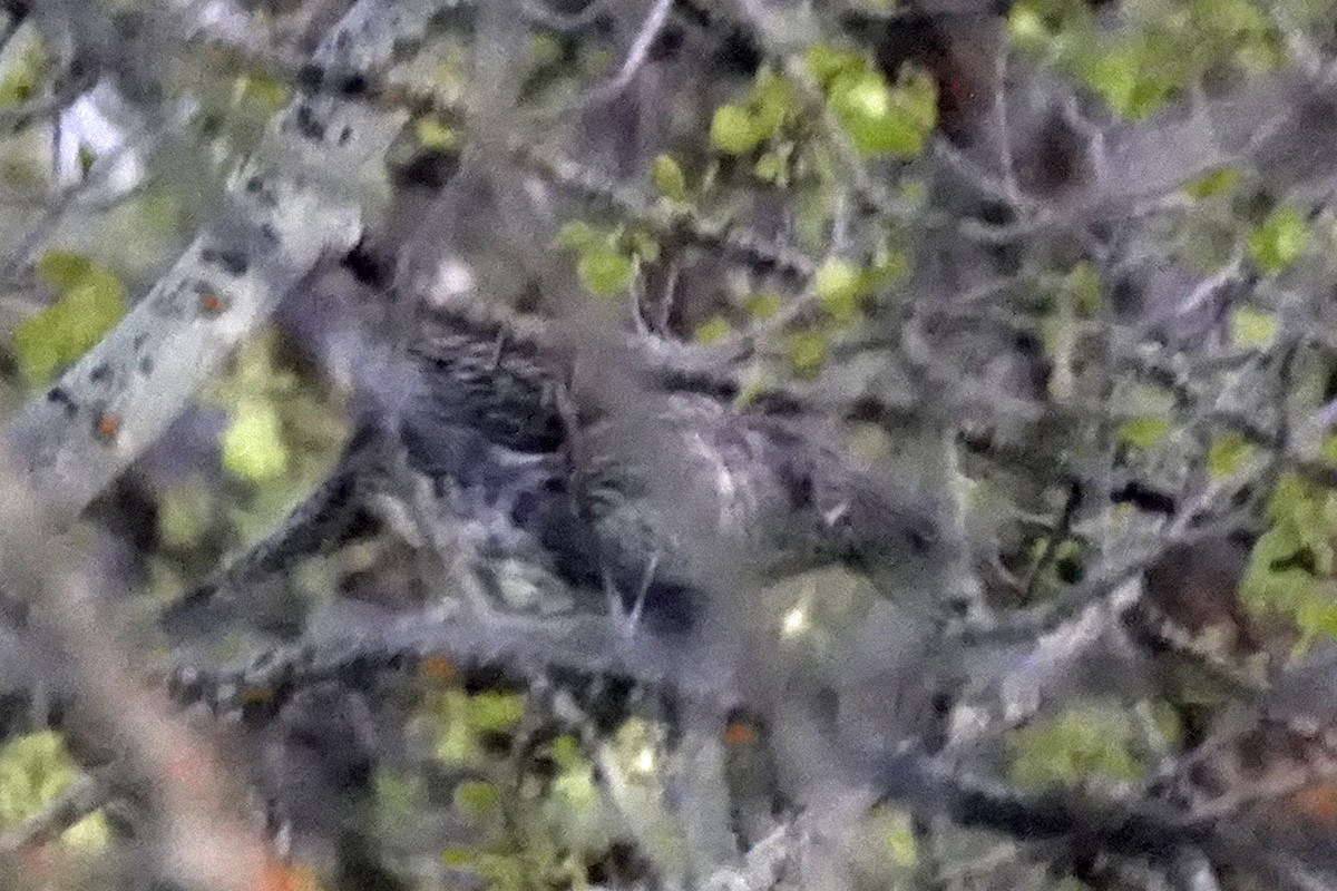 Ruffed Grouse - ML618994220