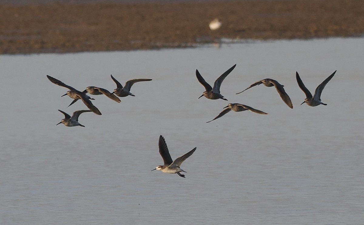 Stilt Sandpiper - ML618994233