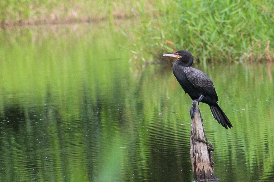 Neotropic Cormorant - ML618994234