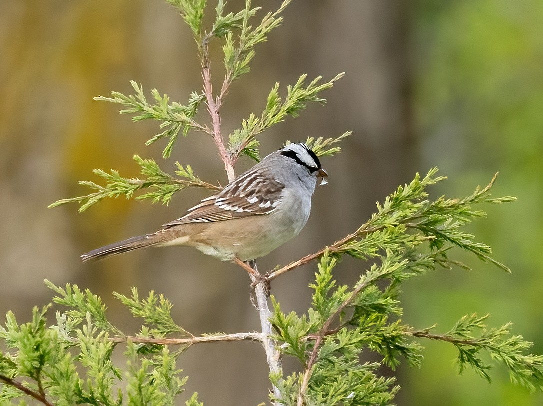 White-crowned Sparrow - ML618994239