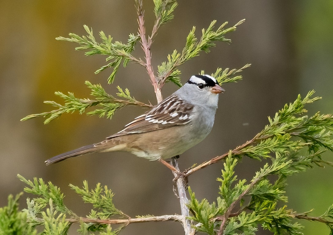White-crowned Sparrow - ML618994240