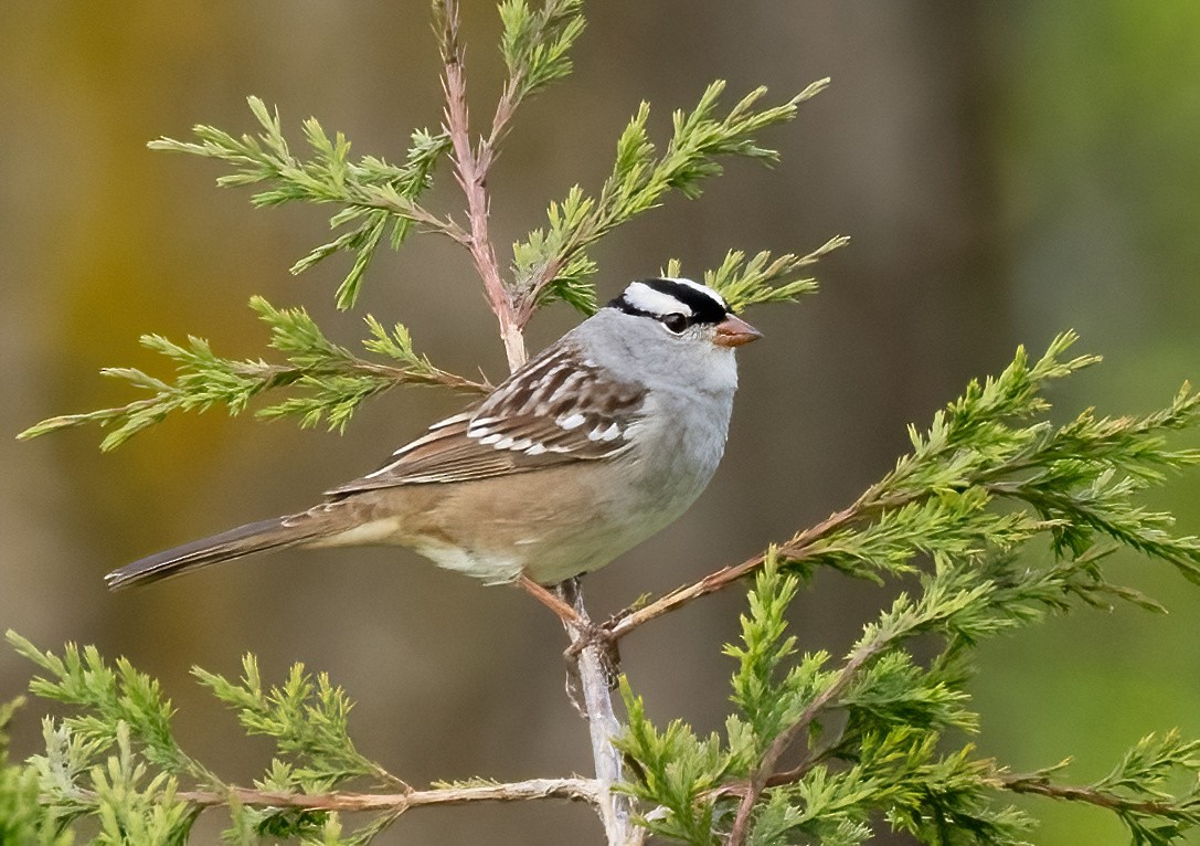 White-crowned Sparrow - ML618994243