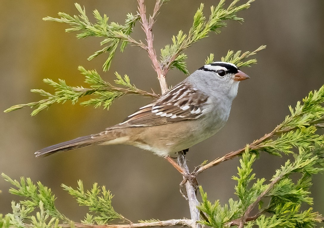 White-crowned Sparrow - ML618994244