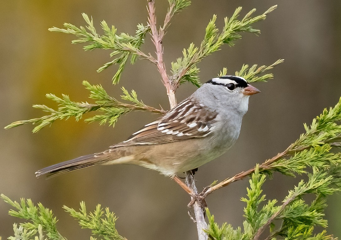 White-crowned Sparrow - Robert Bochenek