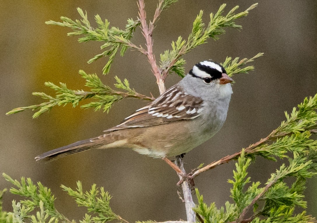 White-crowned Sparrow - ML618994247