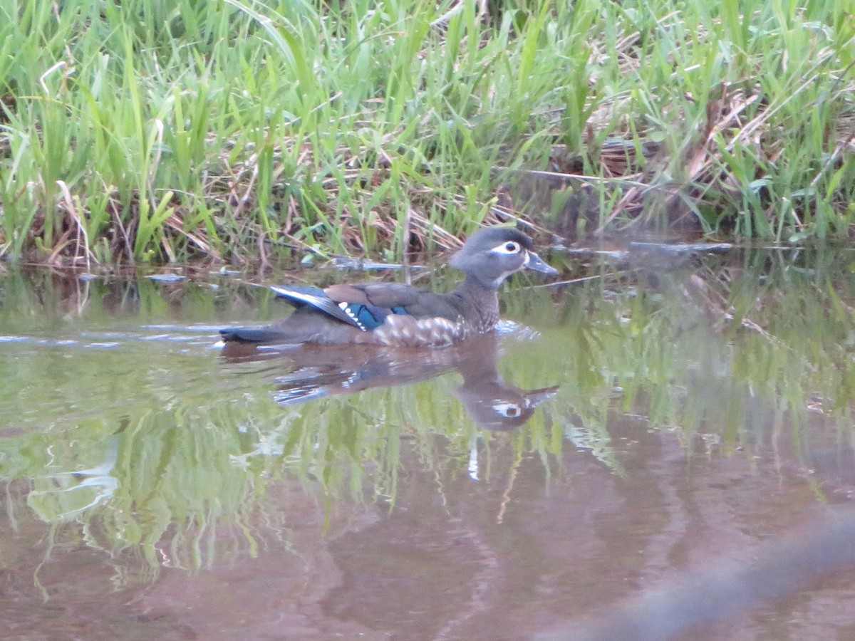 Wood Duck - ML618994254