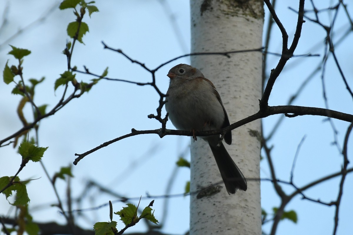 Field Sparrow - Tristan Jobin