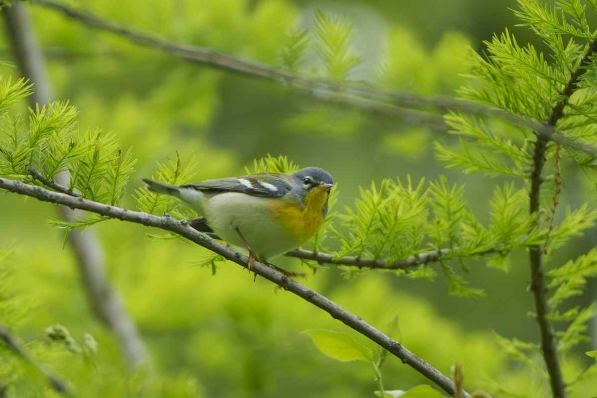 Northern Parula - mindy kaufman