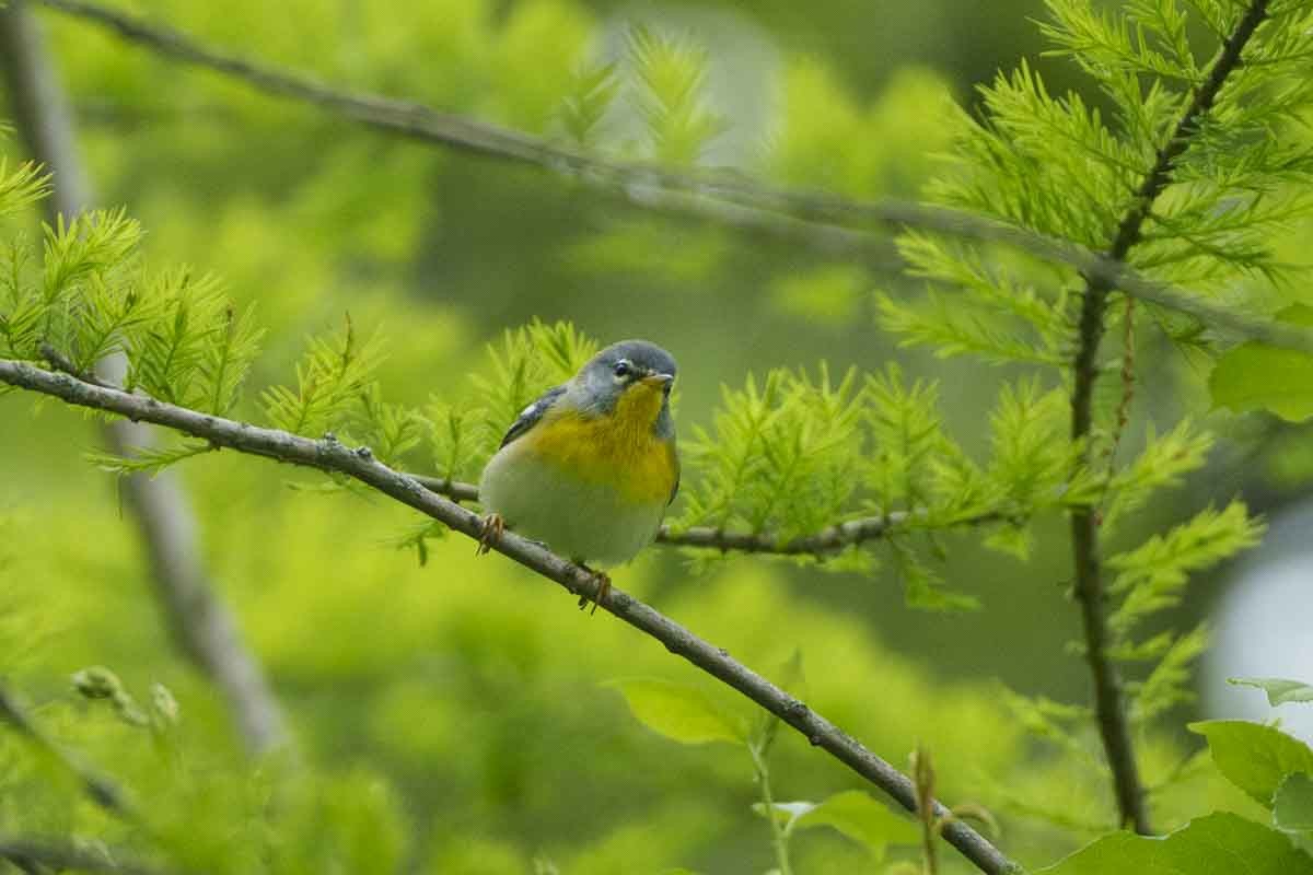 Northern Parula - mindy kaufman