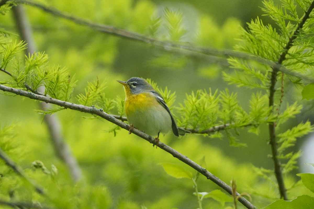 Northern Parula - mindy kaufman