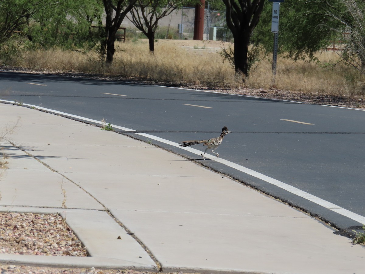 Greater Roadrunner - Sylvie Henkenius