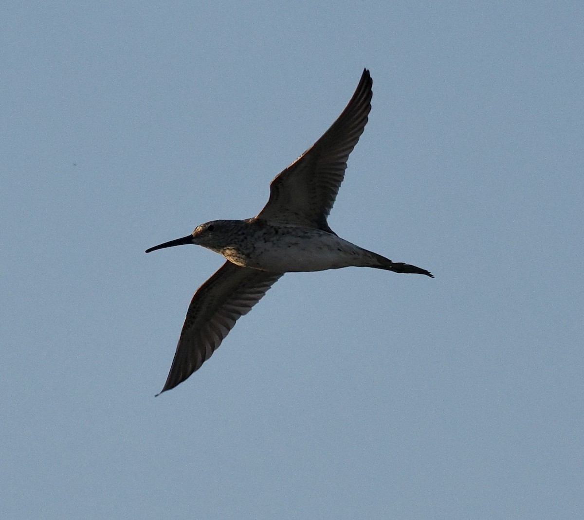 Stilt Sandpiper - ML618994310